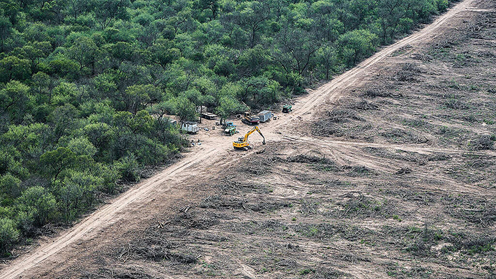 Greenpeace llamó a penalizar la destrucción de los bosques