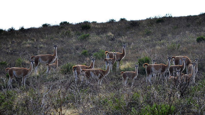 Monitorean la población de guanacos en San Juan