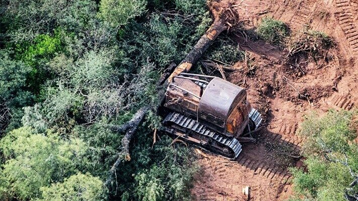 Denuncian la pérdida de 8 mil hectáreas de bosque nativo