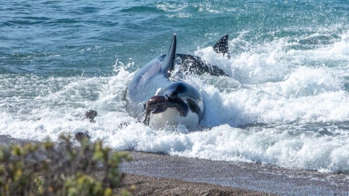 Impactantes imágenes de orcas cazando lobos marinos