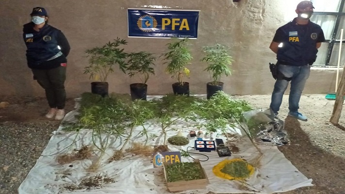 La Policía Federal secuestró importante plantación de marihuana