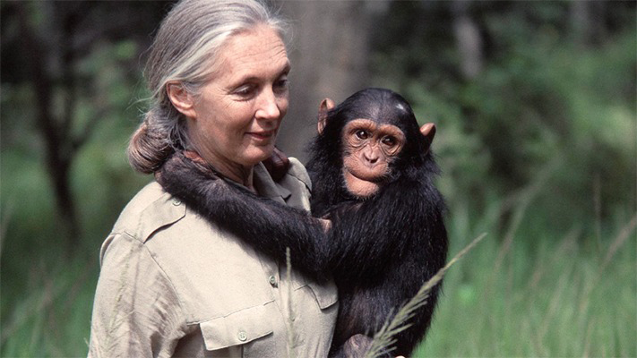 Jane Goodall cumple 90 años