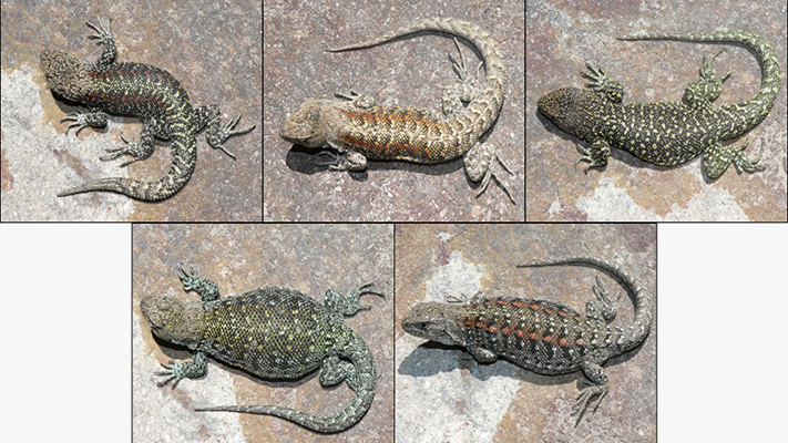 Reconstruyen en el Cenpat  la evolución de las lagartijas