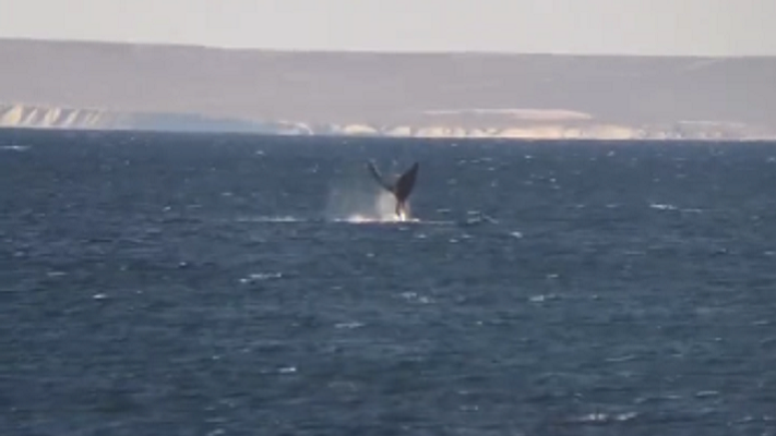 Fue avistada la primera ballena del año en Playa Casino