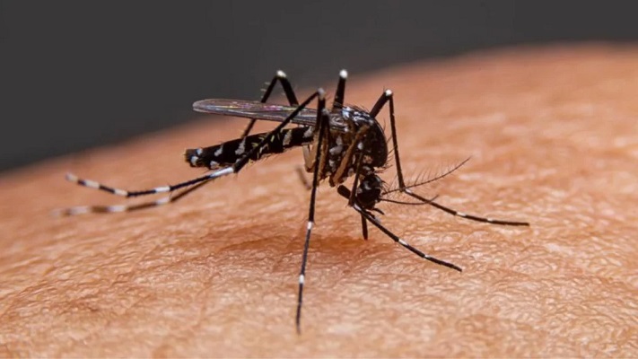 Científicos argentinos estudian la utilización de tecnología nuclear contra el dengue