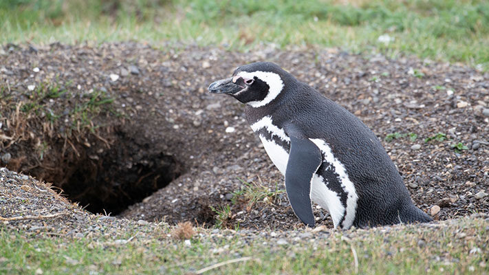 Condenado, masacre de pingüinos, noticias, punta clara, Punta Tombo, RICARDO LA REGINA