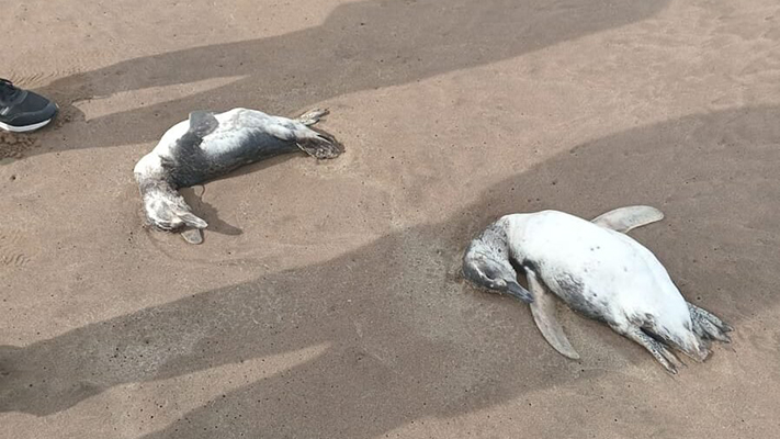 Mar del Plata: Decenas de pingüinos muertos en la playa