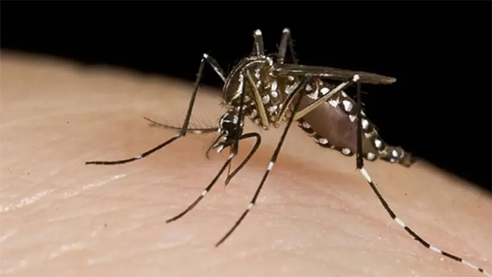Argentina ya registró 230 mil casos y 161 muertos de dengue