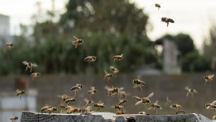Este lunes 20 se celebra el  Día Mundial de las Abejas