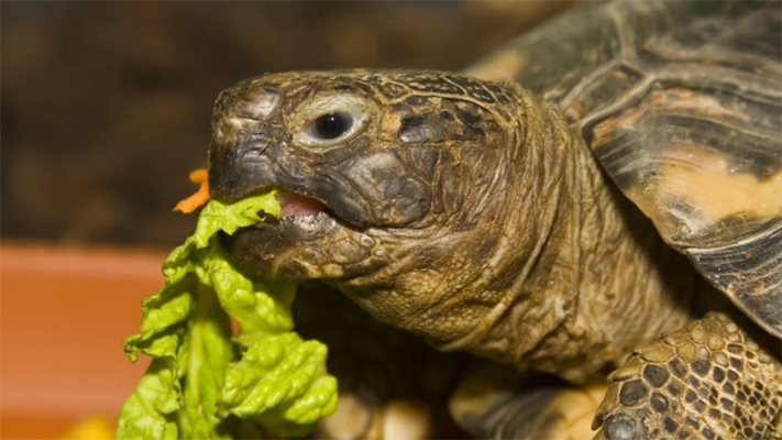 Ecología, noticias, tortugas
