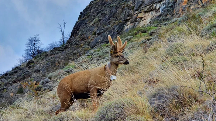 Huemules monitoreados por Chile fueron vistos en el Parque Nacional Lanín