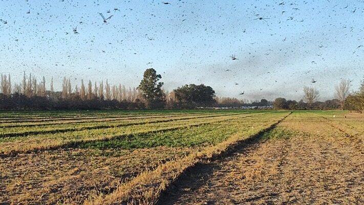 langostas, medioambiente, noticias, salud, SENASA