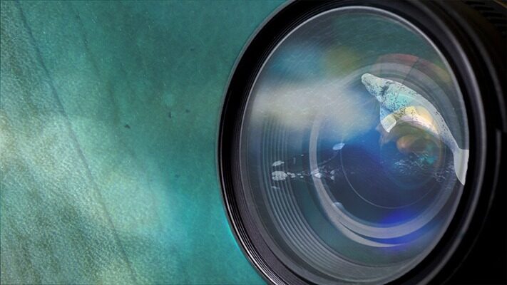 ballena, Ecocentro, medioambiente, noticias, turismo