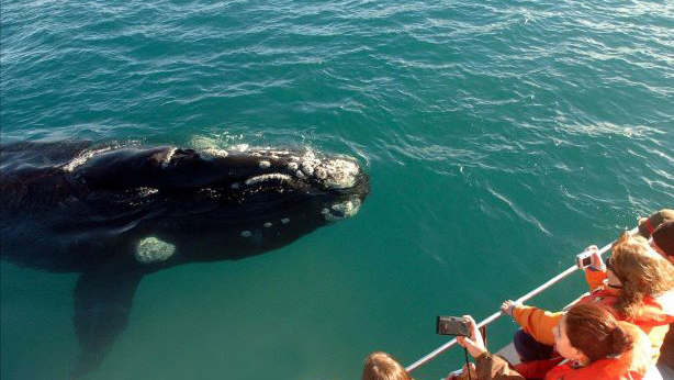 avistaje de ballenas, puerto pirámides, Temporada de Ballenas, turismo