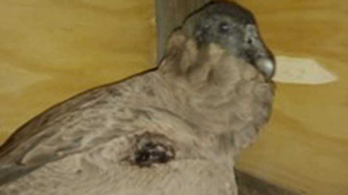 condor, medioambiente, noticias