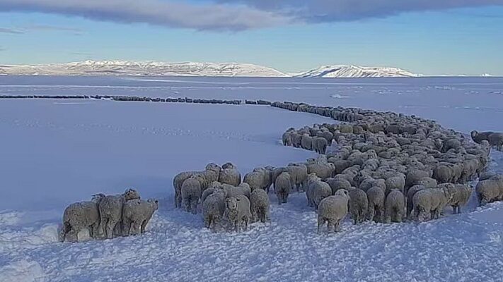 Crisis ganadera: Reyes pidió a Nación que declare la emergencia agropecuaria