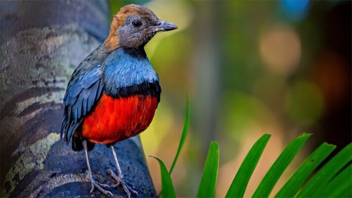 100 especies, aves, Ecología