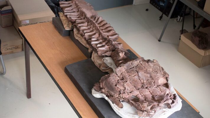 Etiquetas: CIENCIA, CONICET, evolución, noticias, tetrápodo