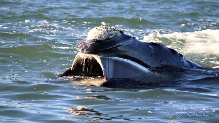 ballena, Cenpat, CESIMAR, CIENCIA, CONICET, franca austral, medioambiente, noticias, peninsula valdes