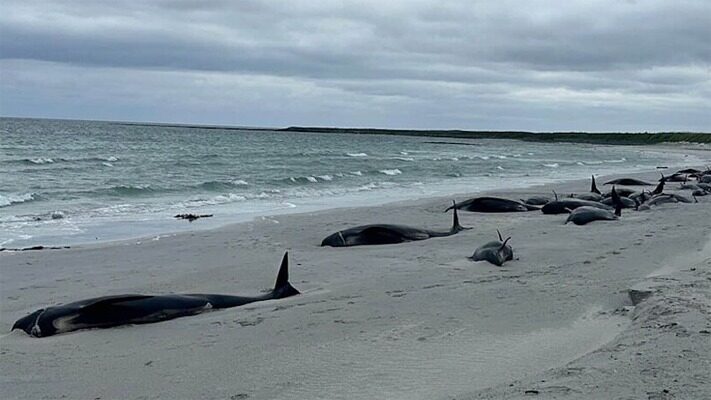 ballena, Escocia, medioambiente, noticias, varamiento