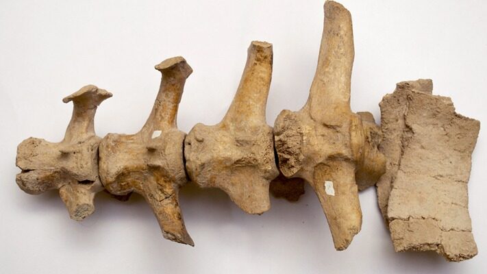 Hallan restos de un gliptodonte con marcas de origen humano