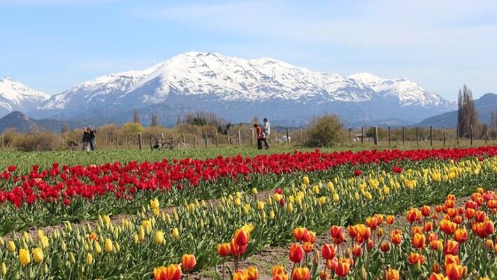 noticias, Trevelin, tulipanes, turismo