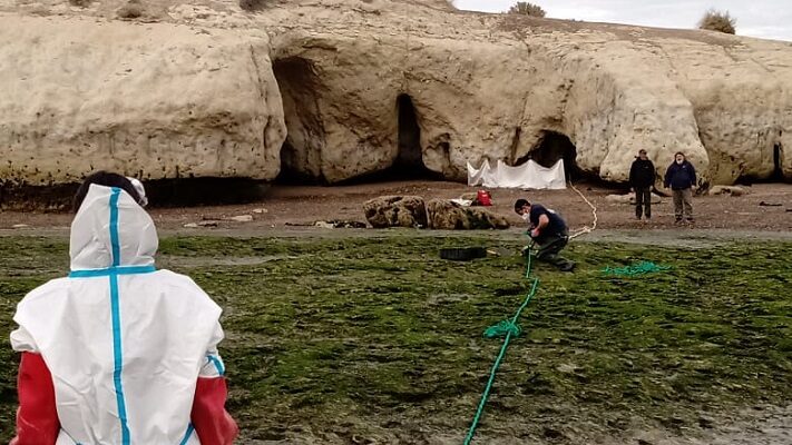 Retiraron de Punta Cuevas un ballenato muerto: por qué no lo enterraron