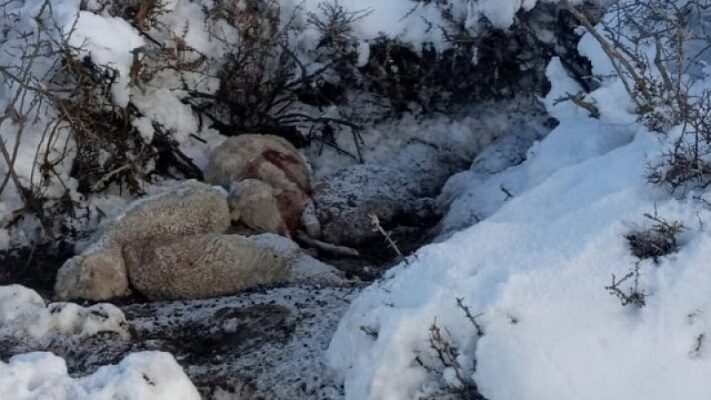 Con el deshielo, empiezan a aparecer animales muertos en las estancias