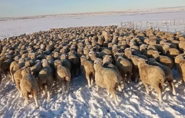 chubut, crisis, nevadas, osvaldo luján, OVINOS