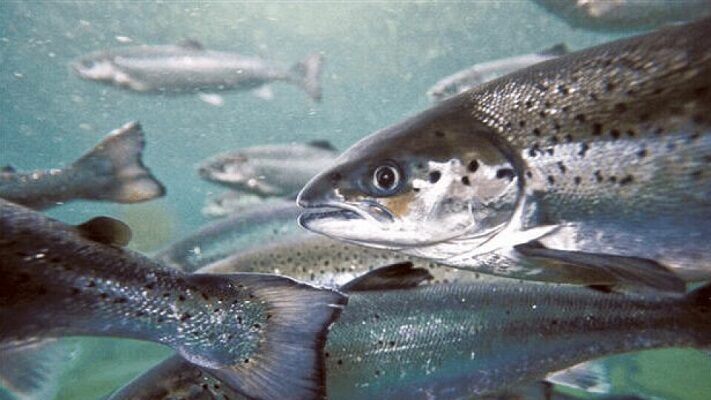 Etiquetas: Agustín Coto, Salmonicultura