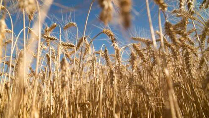Estados Unidos aprobó el trigo tolerante a la sequía creado en la Argentina