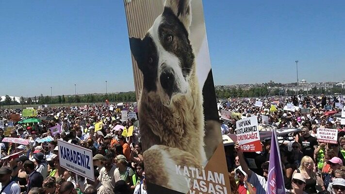 internacionales, matanza, medioambiente, noticias, perros, turquía