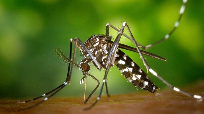 CIENCIA, CONICET, dengue, mosquito, noticias
