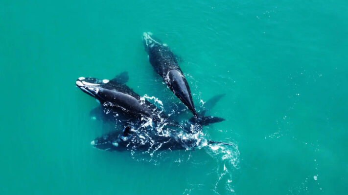 avistaje de ballenas, Las Grutas, turismo