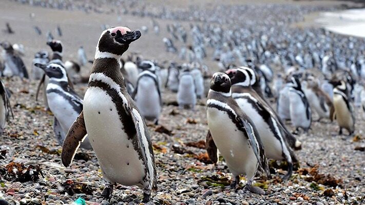 Áreas Naturales Protegidas, CABO DOS BAHÍAS, camarones, chubut, Entretur, pingüinos, Punta Tombo, temporada, turismo