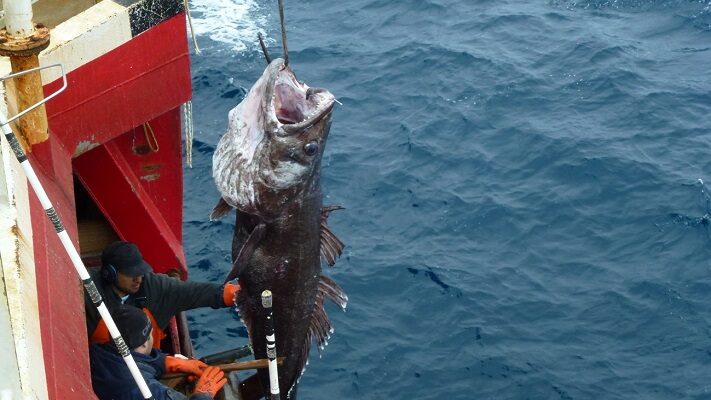 Etiquetas: INIDEP, merluza negra