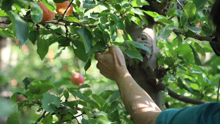 Buena expectativa de cosecha: por qué las fuertes nevadas favorecieron el cultivo