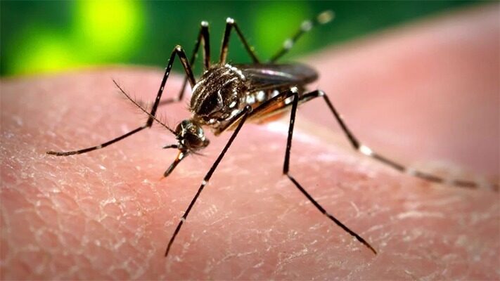 AMBA, dengue, noticias, salud