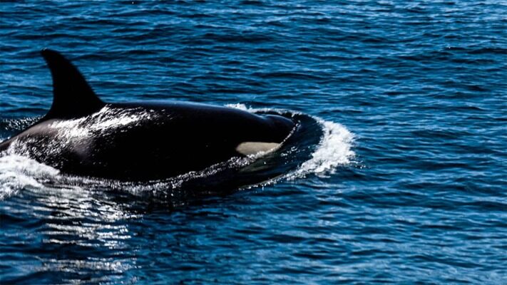 canada, medioambiente, noticias, orcas, químicos, toxicos
