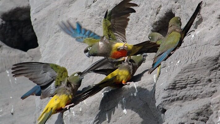 Alertan que están en peligro los loros de El Cóndor