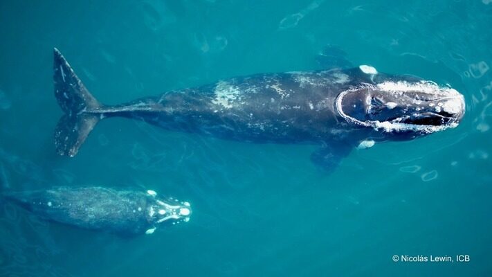 ballena, CIENCIA, foto identificacion, icb, medioambiente, noticias