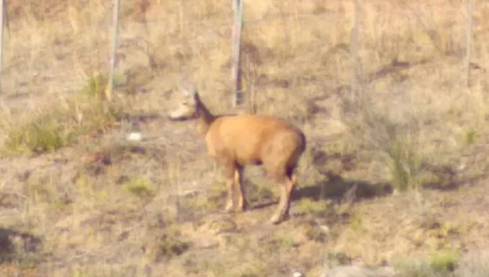 huemul, Lago Puelo, medioambiente, noticias