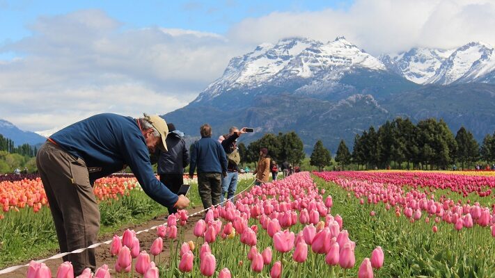 Tulipanes Patagonia