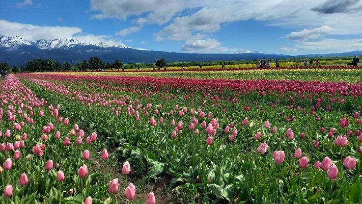 Gran expectativa ante una nueva Temporada de Tulipanes en Trevelin