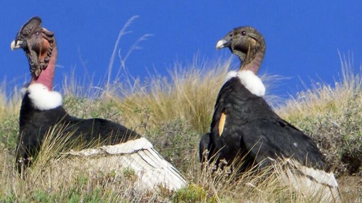 condor, medioambiente, Neuquén, noticias