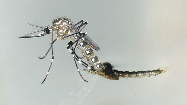 America Latina, dengue, EPIDEMIA, salud