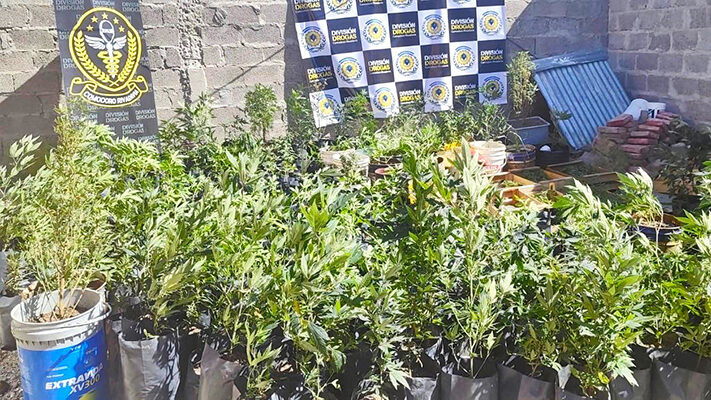 Allanamiento, Comodoro Rivadavia, División Drogas y Leyes Especiales, marihuana, seguridad