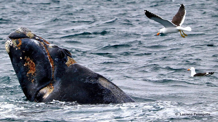 ballenas, ballenatos, ciencia.medioambiente, gaviotas, icb, noticias