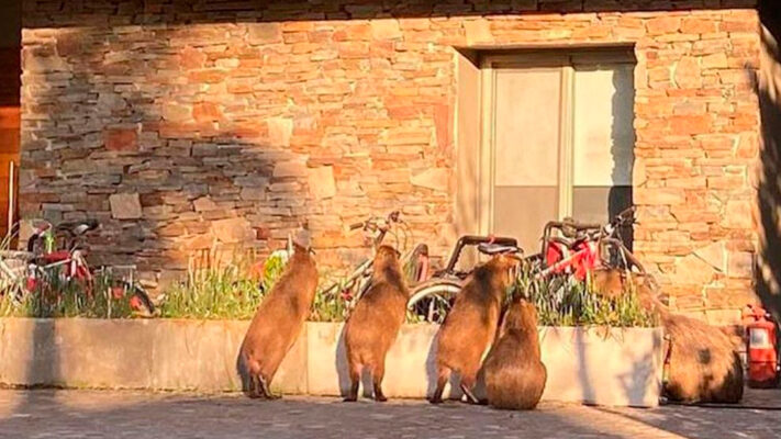 capibaras, carpinchos, esterilizar, NORDELTA, plaga, Tigre