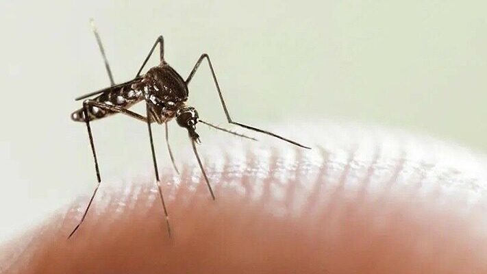 dengue, noticias, salud